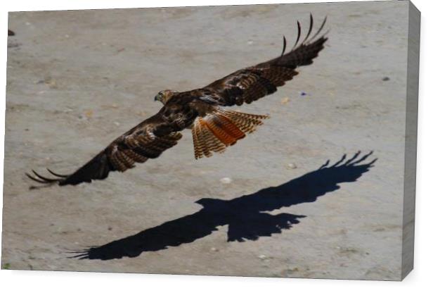 Red Tail Shadow