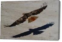 Red Tail Shadow - Gallery Wrap
