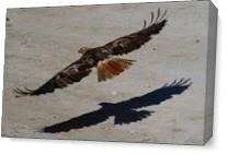 Red Tail Shadow As Canvas