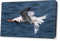 Wrong Tern As Canvas