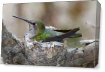 Mother Hummer As Canvas