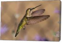 Annas Hummingbird - Gallery Wrap