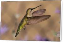 Annas Hummingbird - Standard Wrap