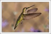 Annas Hummingbird - No-Wrap
