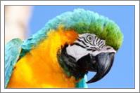Macaw - No-Wrap