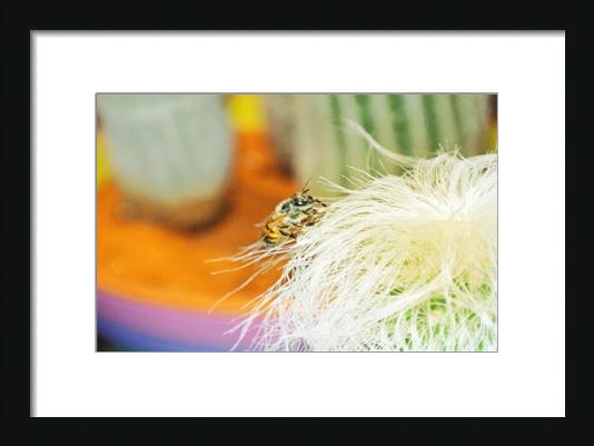 Cactus Bee