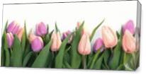 Tulips - Gallery Wrap Plus