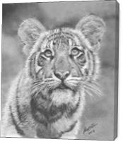 Tiger Cub - Gallery Wrap