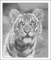 Tiger Cub - No-Wrap