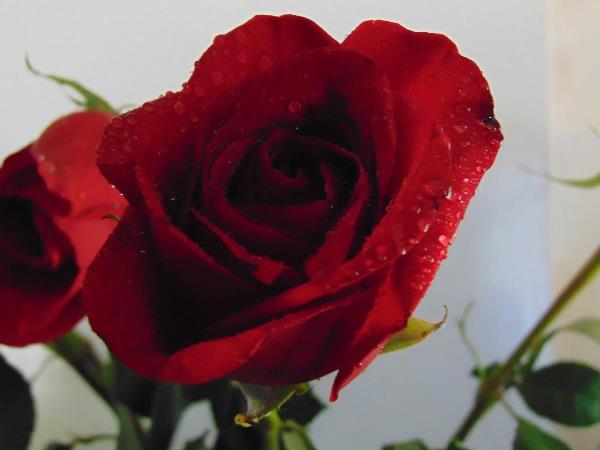 Red Rose Delight