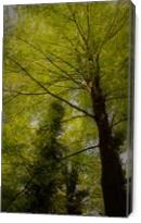 Trees - Gallery Wrap