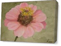 Lt. Pink Zinnia