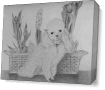 Penny Toy Poodle