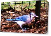The Blue Jay