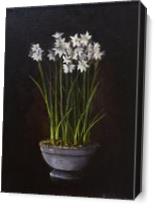 Paperwhites