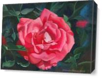 Dew Drop Rose