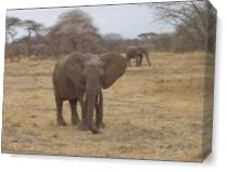 Elephants In Tarangire National Park