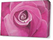 Pink Rose II