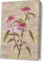 Purple Coneflower