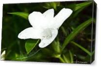 Pretty Flower