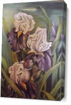 Dscf0161-Purple Irises