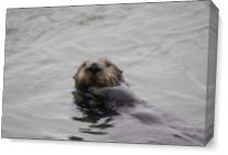 Otter