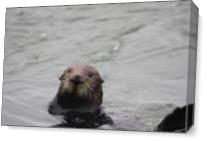 Otter