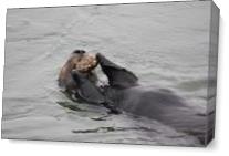 Otter