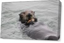 Otter