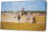 Zebras Playing