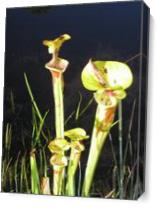 Pitcher Plant,