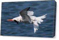 Wrong Tern