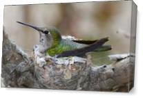 Mother Hummer