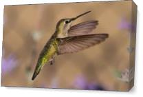 Annas Hummingbird
