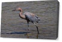 Reddish Egret