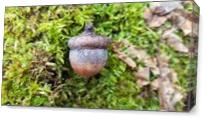 Acorn And Moss
