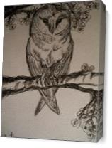 Owl Watcher
