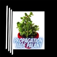 jade plant propagation